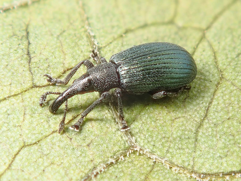 Apionidae: Perapion violaceum, femmina